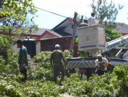 Demi Keselamatan Warga, Pemkot Kupang Tertibkan Pohon dan Kabel Semrawut