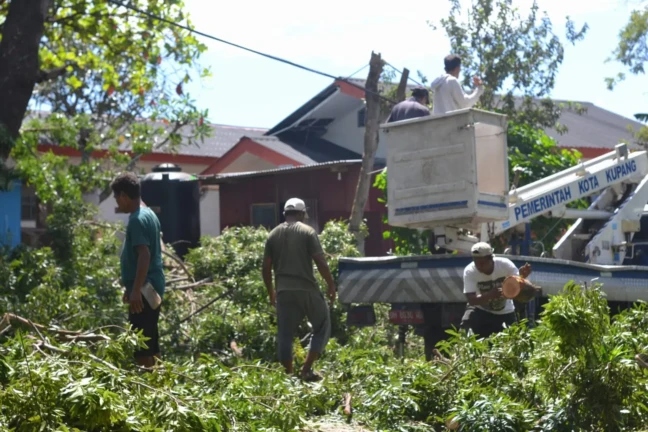 bersihkan pohon