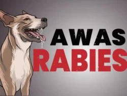 Kronologi PPPK di Kupang Meninggal Dunia Akibat Rabies